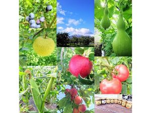 軽井沢 果物狩り